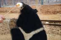 準考證別丟｜想來動物園高考門票福利來了