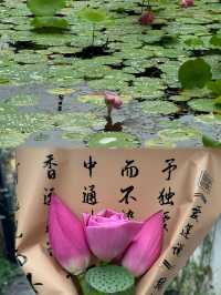 拙政園｜沒看過這篇攻略，一定不要來拙政園
