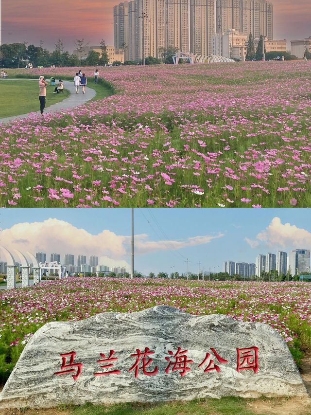 南昌拍照一不小心闖進宮崎駿動漫裡夏天|||馬蘭圩濕地公園