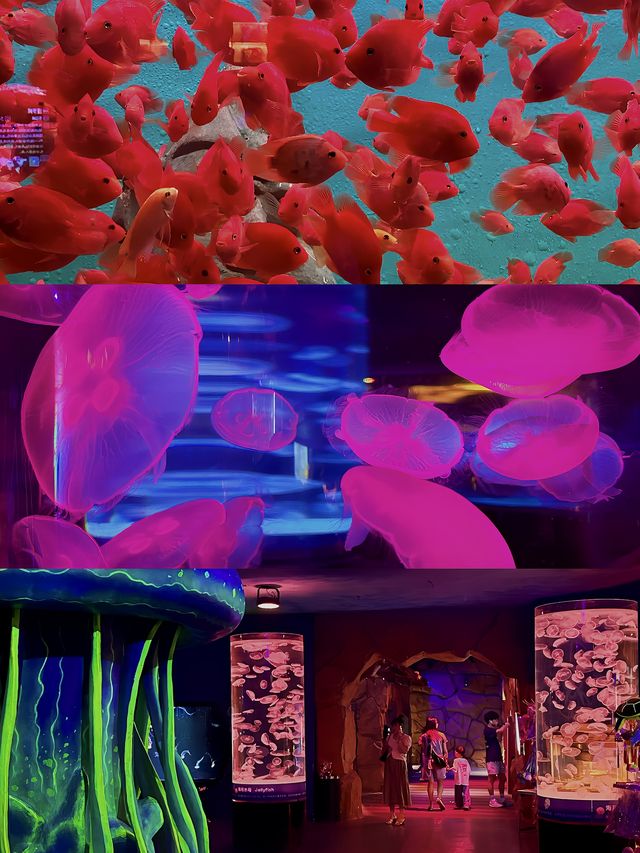 在東莞…兩位數門票看海底世界拍照巨出片