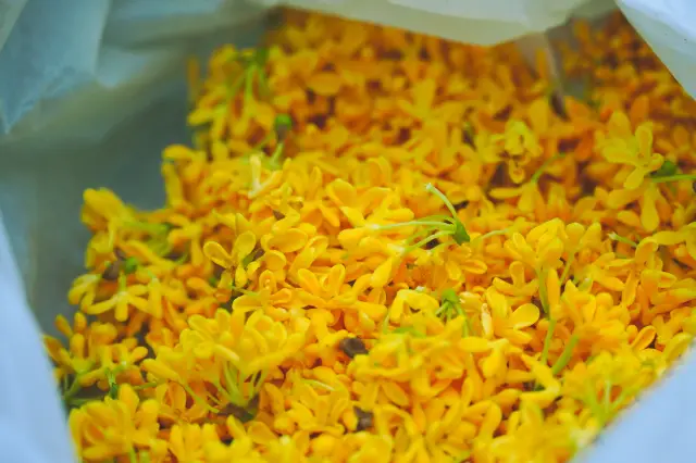 Osmanthus Island, the Romantic Island with Fragrant Blossoms