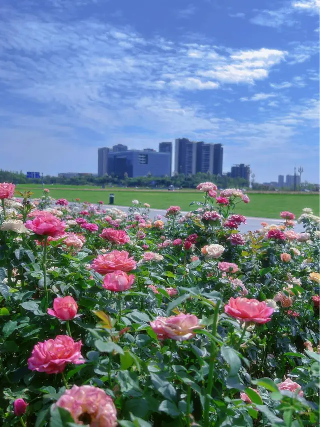 Sichuan Chengdu | Xinglong Lake, a place like the sea. 