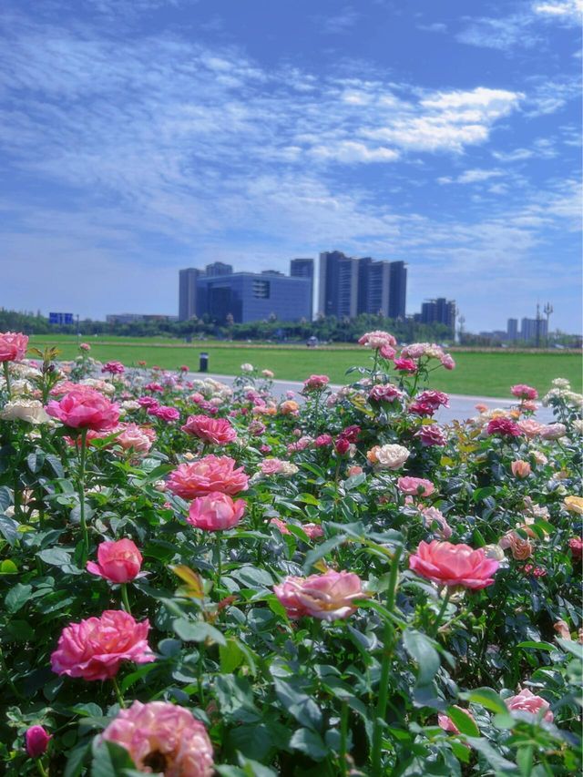 四川成都｜興隆湖，一個像大海的地方。