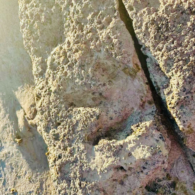 The Real Footprint of Dinosaur 🦕🐾 Live Fossil at Gantheaume Point🇦🇺
