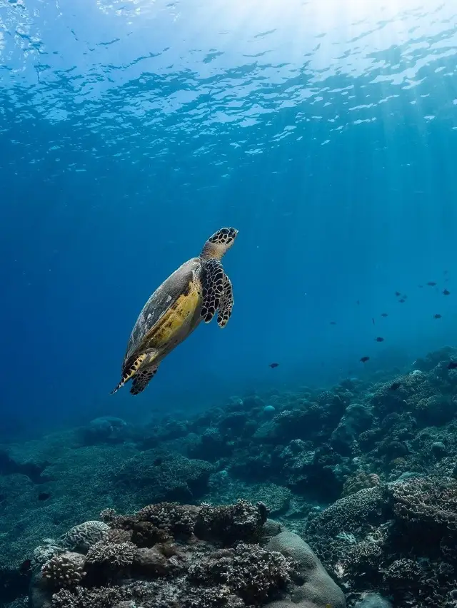 The best diving and snorkeling spots in Bali~all dry goods are sorted out, it is recommended to collect! 