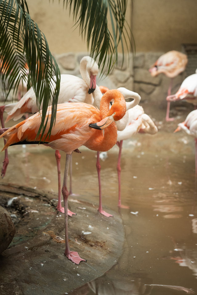 不知道哪裡遛娃？南通森林野生動物園餵水豚！