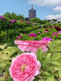 洛陽牡丹：免費賞花地圖，從市區到山區！！！。