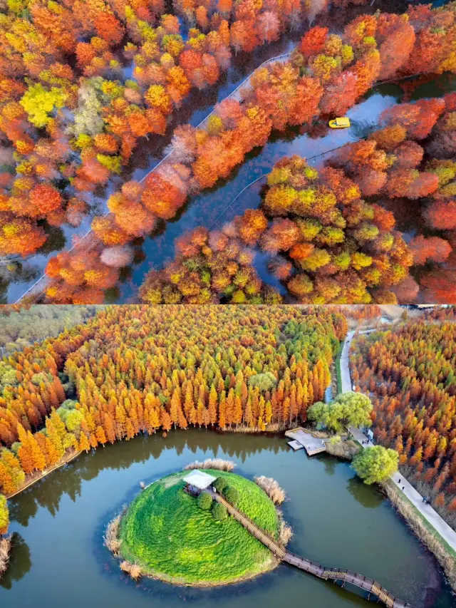 秋日濃度播報|來崇明必做的10件小事。