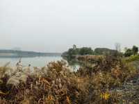 滹沱河生態濕地（城區段）-滹沱濕地。