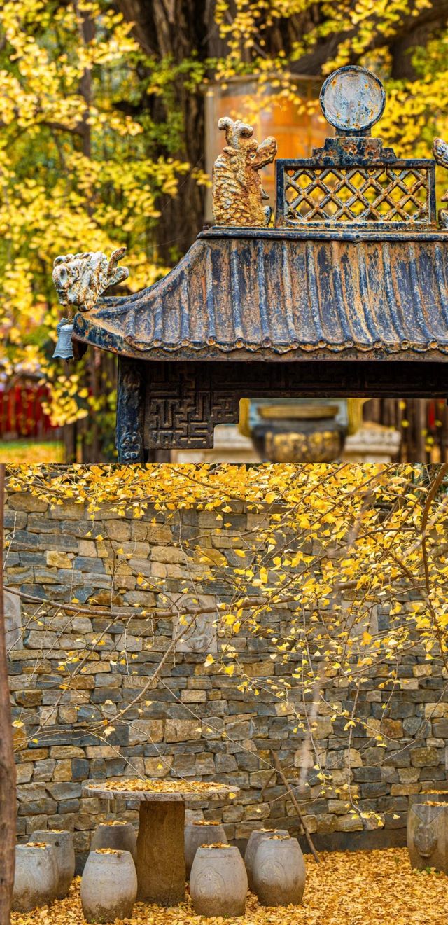 古觀音禪寺裡的千年銀杏樹黃了！