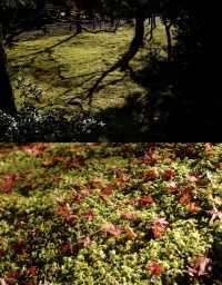 京都徒步｜關西紅葉 東海自然步道。