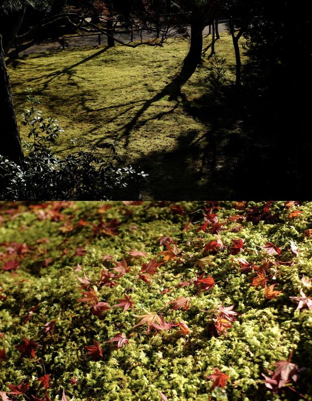 京都徒步｜關西紅葉 東海自然步道。