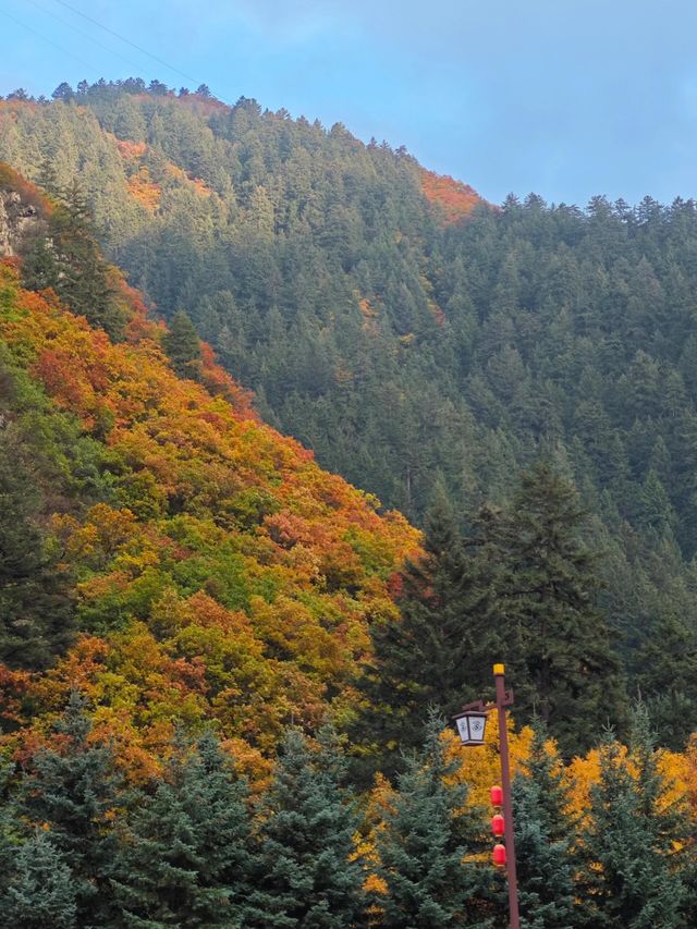 隴右名山蘭州興隆山 | 邂逅醉美秋色。