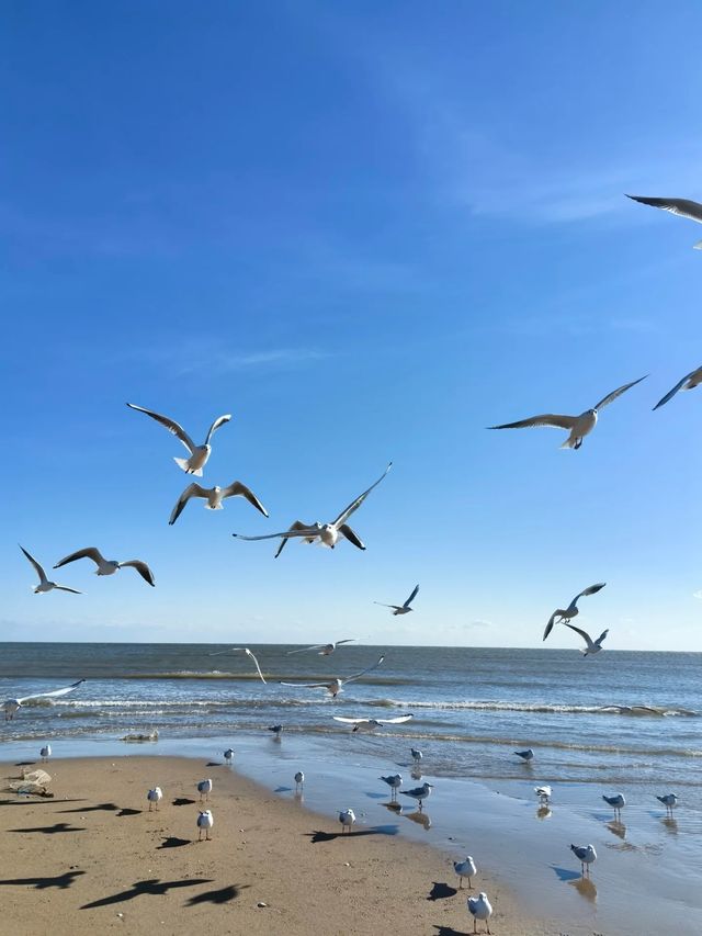 海邊日記︱蔚藍海岸餵海鷗。