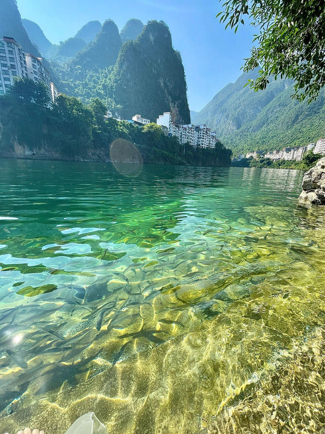 天峨最全藍刀魚觀賞點！