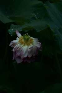 是重慶 是華嚴寺 是荷花