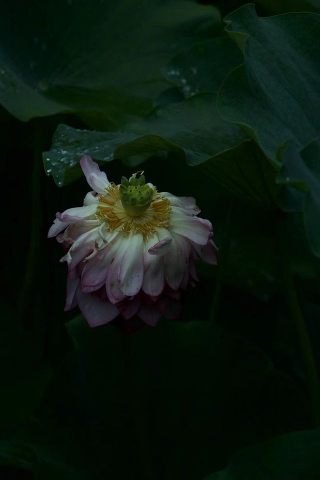 是重慶 是華嚴寺 是荷花