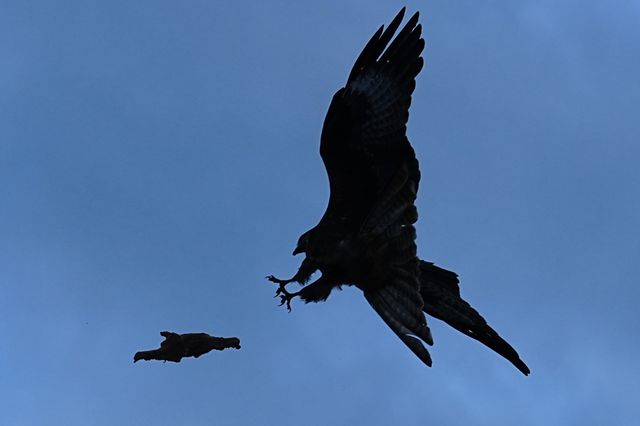 【天下任我行】自駕新疆途中偶遇的動物們