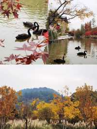 杭州免費4A公園有多牛 紅楓似火，銀杏如海