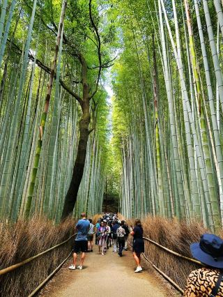 Kyoto | Arashiyama (Guide)