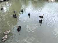 溱湖濕地公園