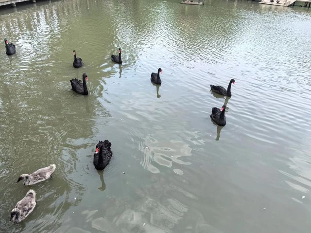 溱湖濕地公園