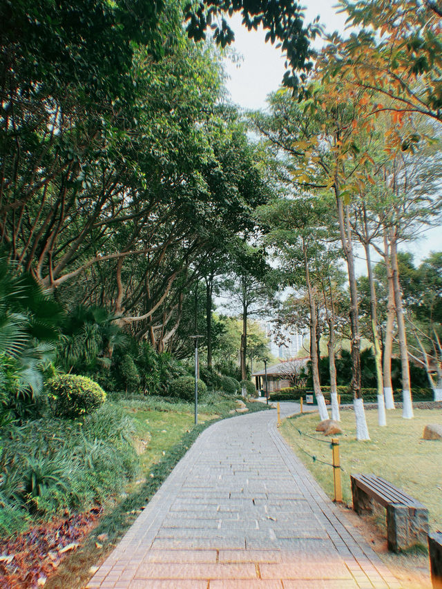 廈門濕地公園落羽杉紅了？？？