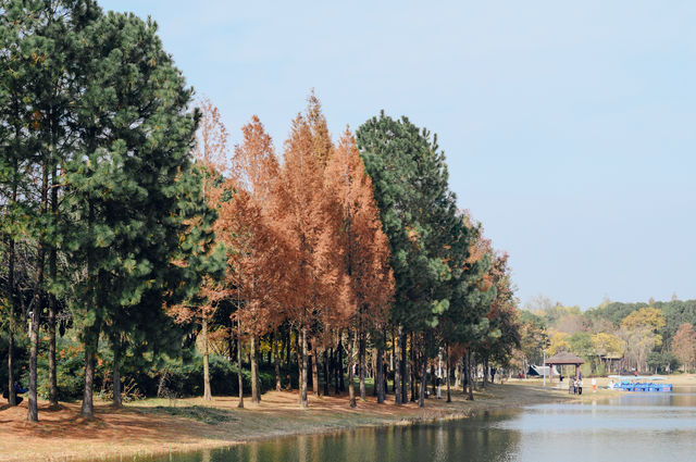 蘇州的冬天怎能不打卡虎丘紅杉樹林