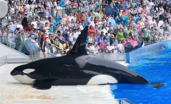 海底世界的奇妙之旅～上海海昌海洋公園