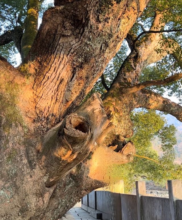 婺源別再只去篁嶺了好嗎？自駕遊才是最爽的
