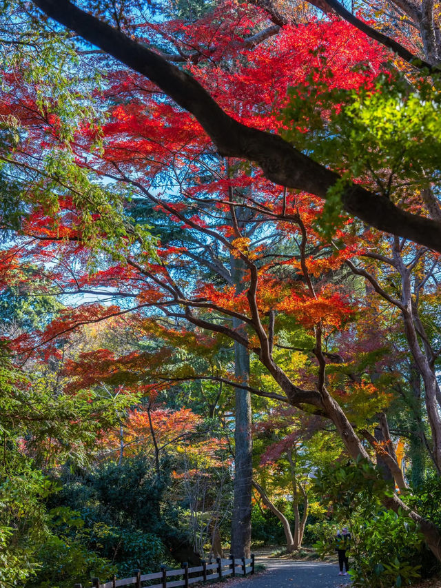東京新宿御苑景點攻略🌸 東京最大的日式庭園和法式庭園結合的公園