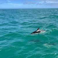 Dolphin swimming in KaiKoura