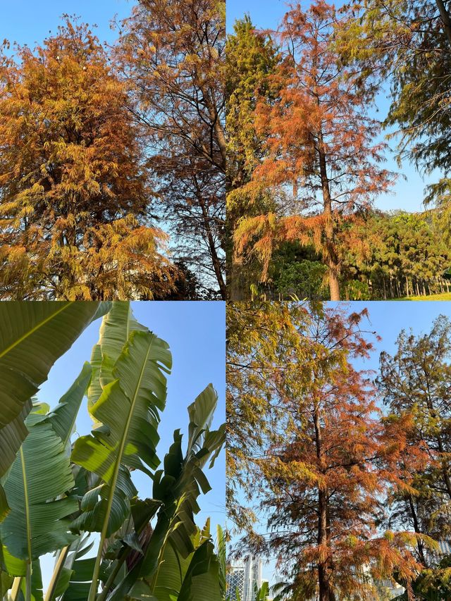 澳門氹仔人工濕地公園，一個小眾寧靜的寶藏之地
