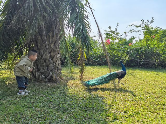 文昌椰子大觀園