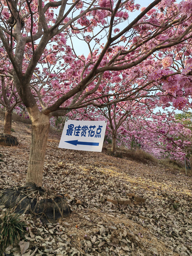 江門綠美生態園的粉色花海，千萬不要錯過！