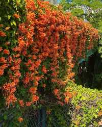 深圳香蜜公園橘黃花瀑來襲，盛花期美到犯規