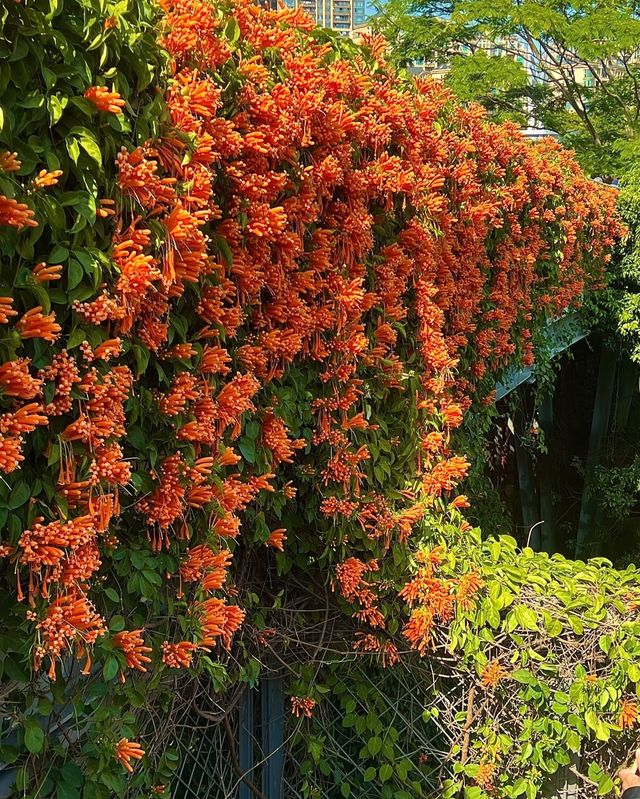 深圳香蜜公園橘黃花瀑來襲，盛花期美到犯規