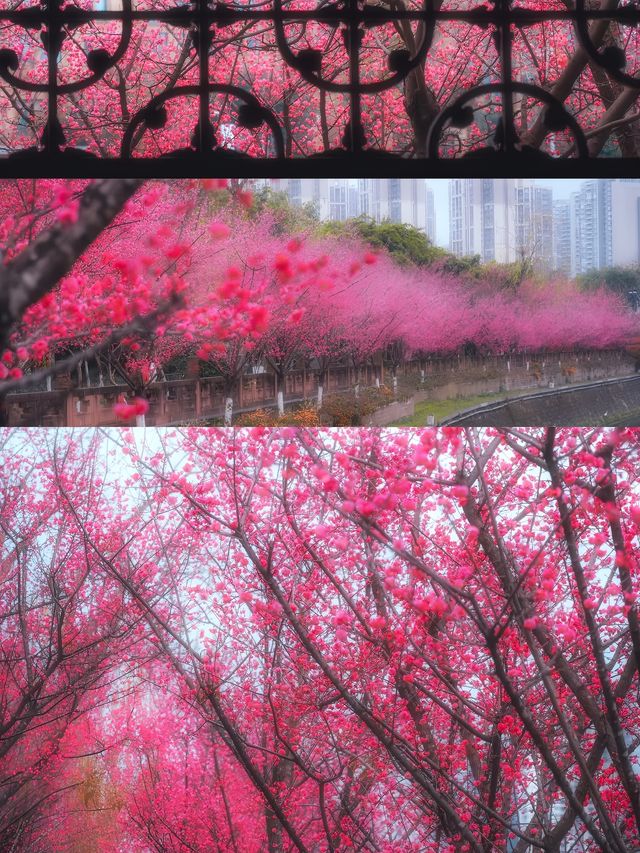 成都這座寶藏公園，已經美到下一個level 