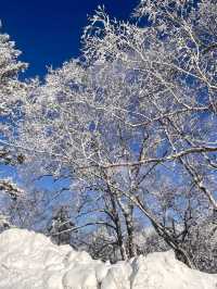 哈爾濱-雪鄉滑雪看這篇就夠超詳細攻略必收藏