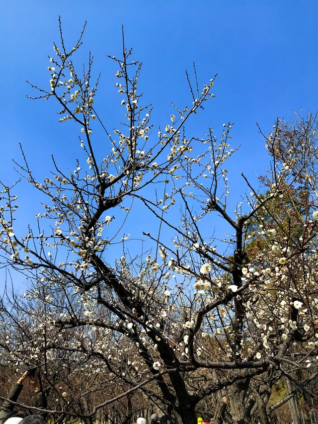賞梅丨世紀公園