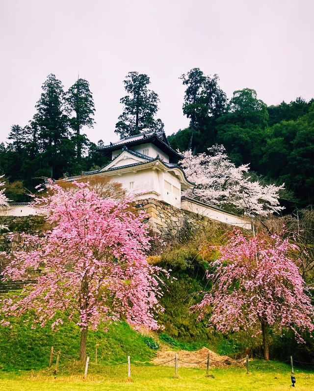 探秘日本的秘境之美：兵庫縣豐岡市旅行攻略