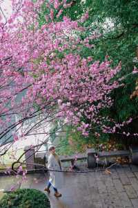 杭州的這棵梅花樹真的太出片啦（附攻略）