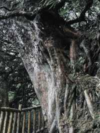 闖進廣西「香格里拉」，邂逅雲霧與花海