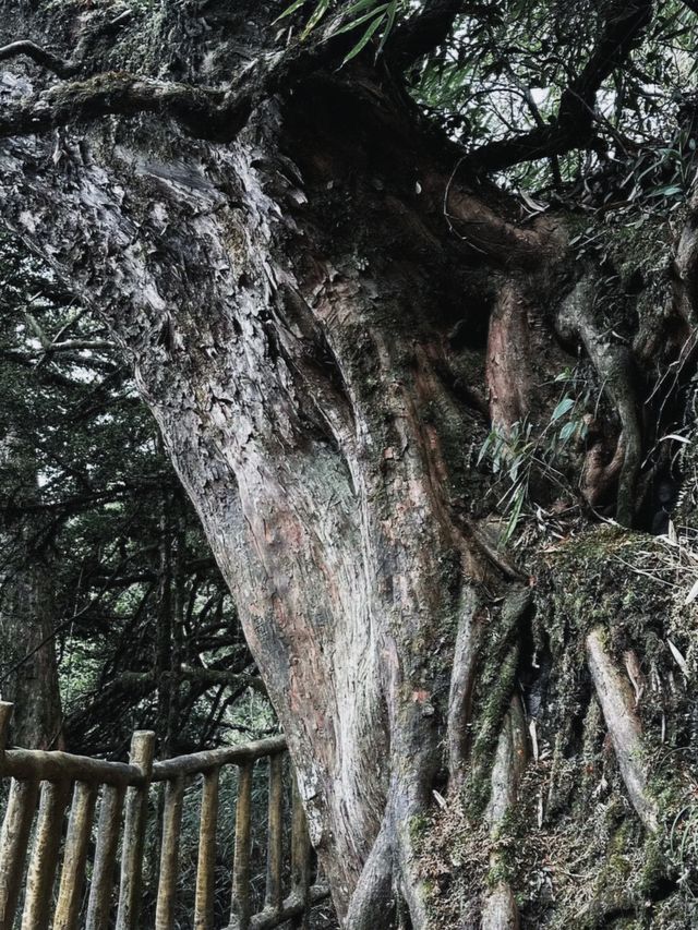 闖進廣西「香格里拉」，邂逅雲霧與花海