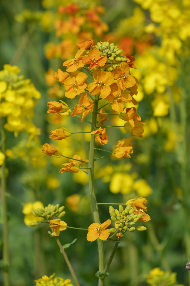 隅上田園油菜花黃