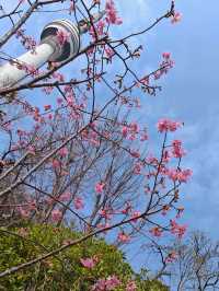 龜山電視塔下的櫻花盛景#
