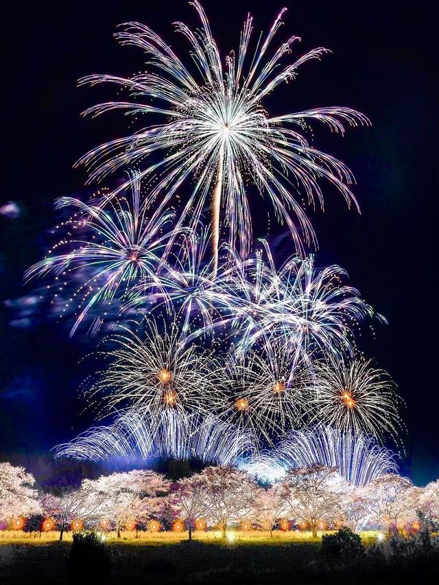 春日浪漫天花板櫻花花火一日遊｜附攻略。