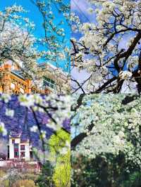 四川金川｜3-4月去真香！邂逅中國「最美春天」！