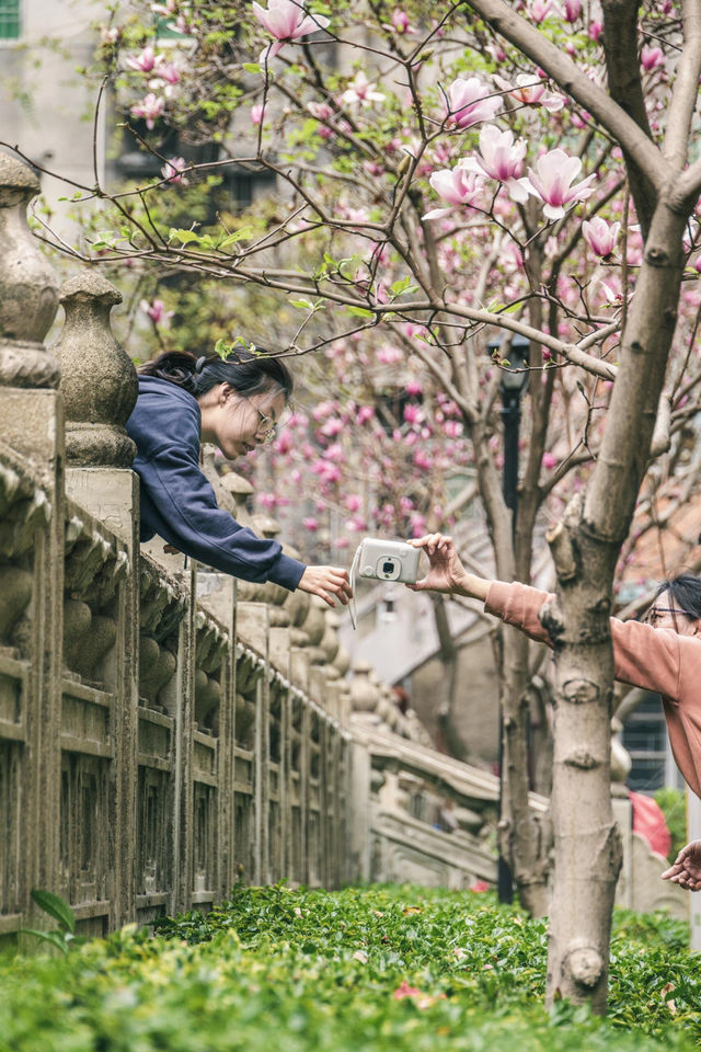 是紫玉蘭，不然我就錯過了這座民國圖書館