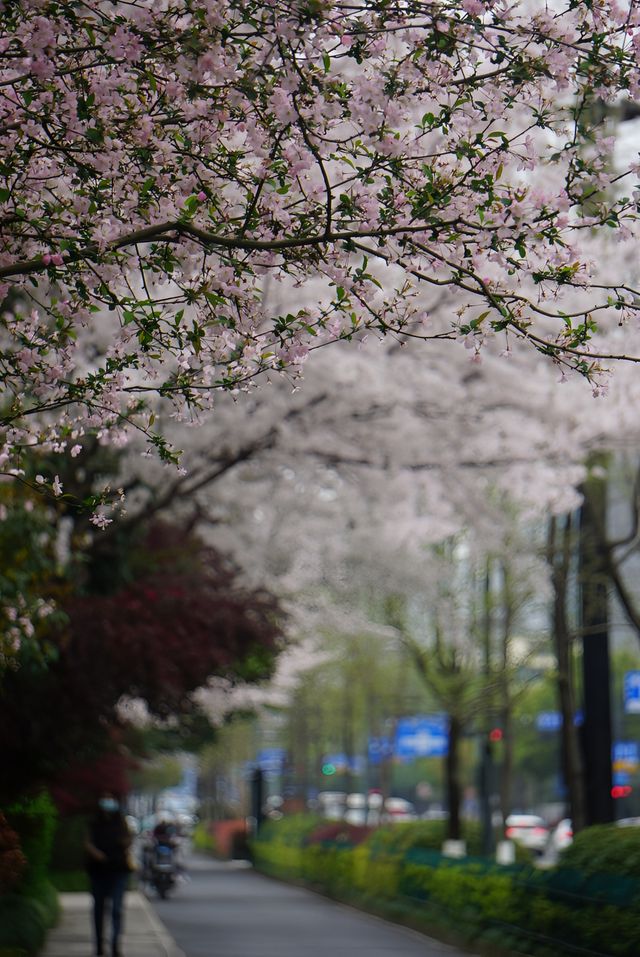 人間三四月，芳菲無邊界—杭州春季賞花指南
